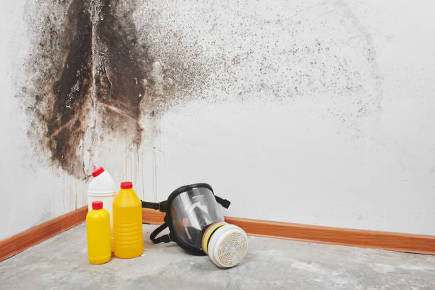Best Residential Mold Removal  in Cutten, CA