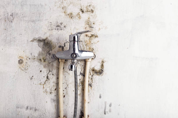 Best Mold Damage Repair  in Cutten, CA