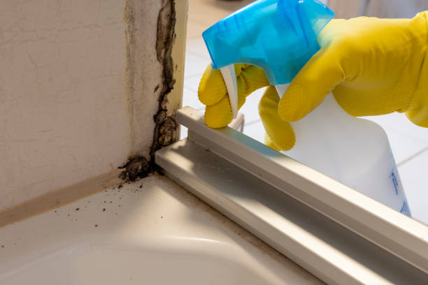 Best Mold Remediation  in Cutten, CA