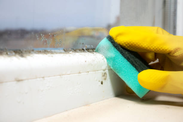 Best Fast Mold Removal  in Cutten, CA