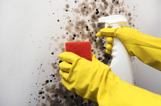 Best Crawl Space Mold Removal  in Cutten, CA