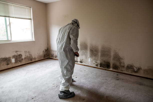 Best Black Mold Removal  in Cutten, CA