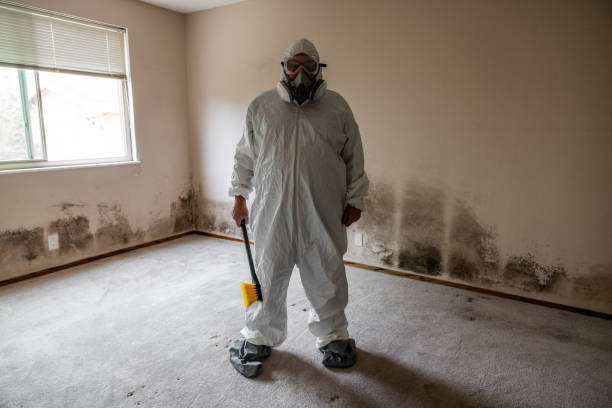 Best Mold Testing and Removal  in Cutten, CA