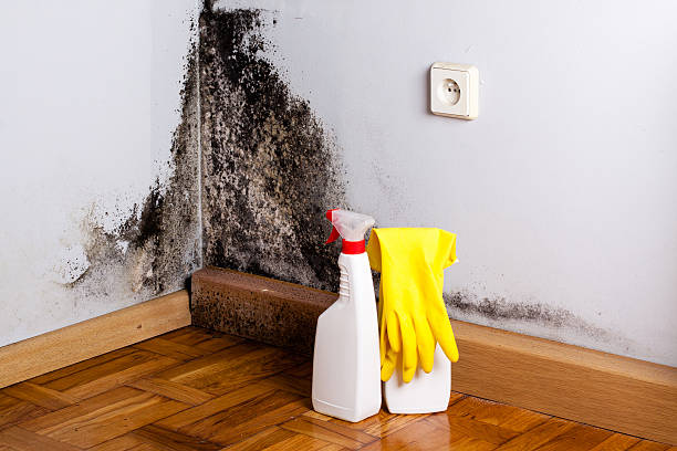 Best Local Mold Removal Service  in Cutten, CA