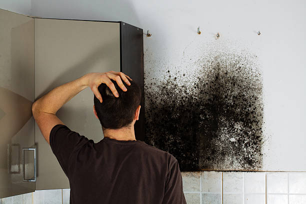Best Emergency Mold Removal  in Cutten, CA
