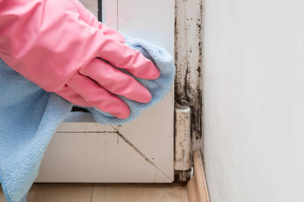 Best Mold Testing  in Cutten, CA