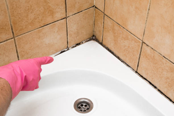 Best Mold Removal Near Me  in Cutten, CA