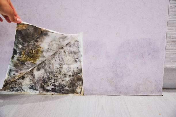 Best Local Mold Removal Service  in Cutten, CA